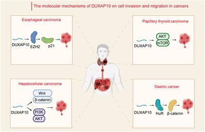 The LncRNA DUXAP10 Could Function as a Promising Oncogene in Human Cancer